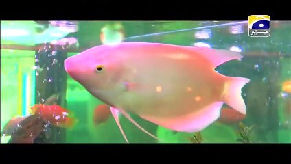 Bewafai Tumhare Naam Episode 19 HQ Part 1