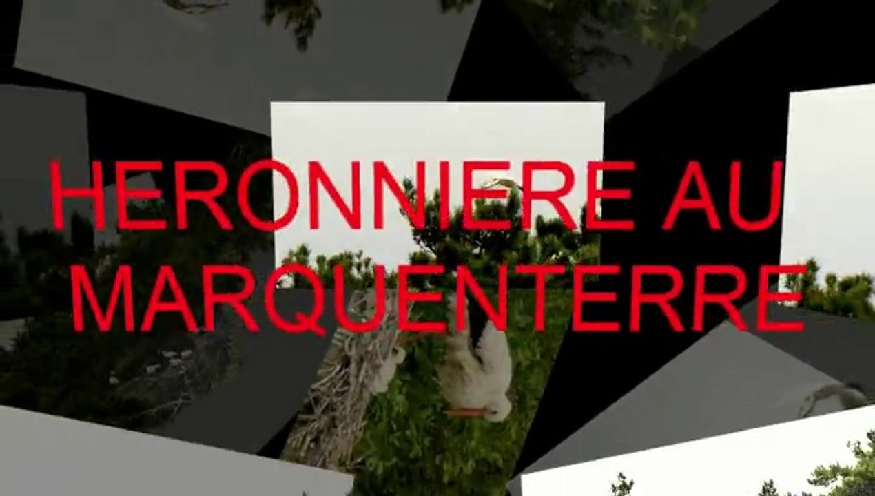 2015 06 16 HERONNIERE AU MARQUENTERRE