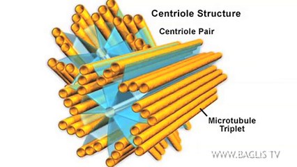Alphabet hébreu et dynamigrammes