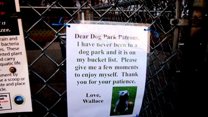 Wallace Goes to the Dog Park