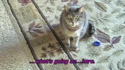 Missy Cat Meowing Non Stop With A Request ;)