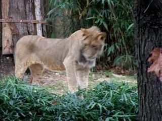 I am Luke. Hear me roar