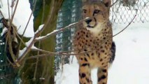 Siberian Tiger in Snow -  Chetah - Wolf  - Lynx - Munich Zoo  - Tierpark Hellabrunn
