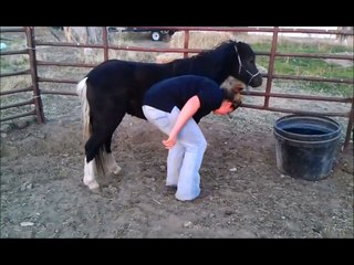 Shetland Pony For Sale - FireFall Walkers Dark As Knight