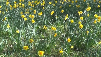 Jonquilles au Printemps