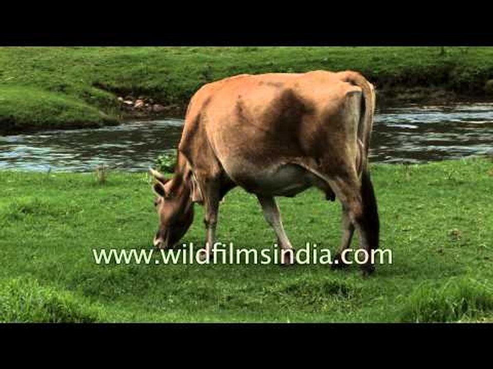 Laughing Cow grazes on lush green pastures in South India