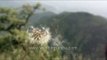 Dandelion seeds blowing in the wind : slow motion reveal!