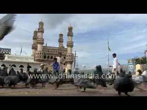 Young boy feeds pigeons at Charminar, Hyderabad