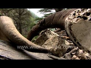 Horns of Bharal at a temple en route Lamkhaga Pass