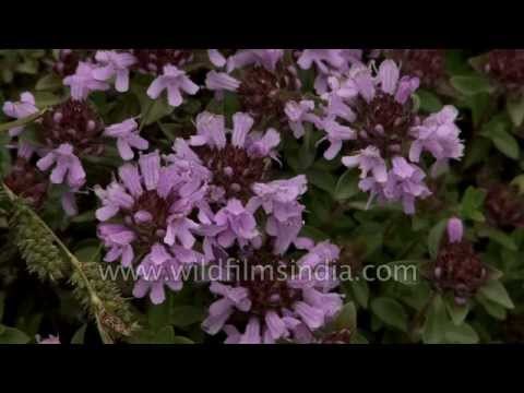 Fragrant Thyme or ajwain / Thymus linearis growing in the Himalaya