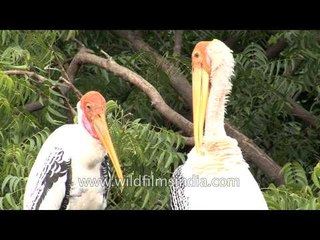 Painted storks preening their feathers - Bhavnagar, India