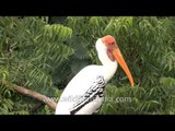 A Painted stork sits on a branch of a Neem tree, Gujarat