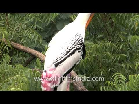 Painted storks atop a Neem tree in Bhavnagar, Gujarat