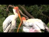 Pair of Painted stork at their nesting site in Gujarat