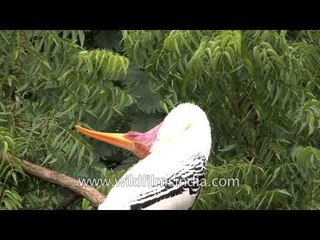 Stork turns head rakishly upside down, while preening!