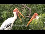 A pair of Painted storks at Neem tree in Gujarat