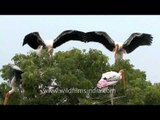 Painted storks at their nesting site in Bhavnagar, Gujarat