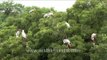 A colony of Painted Storks perched on Neem tree - Gujarat