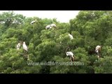 A colony of Painted Storks perched on Neem tree - Gujarat