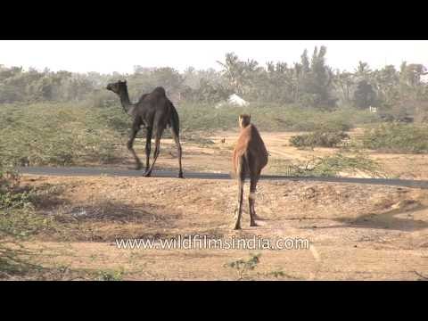 Camels at Rann of Kutch, Gujarat
