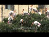 A heronry of Painted Storks in Gujarat