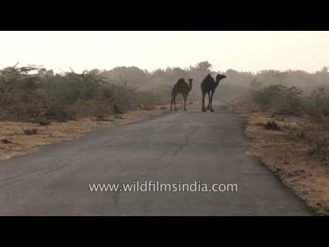 Camels walking on the road - Rann of Kutch