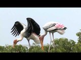 Pair of Painted stork sitting on tree, Bhavnagar