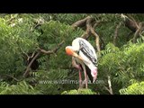 Painted Stork or Mycteria leucocephala