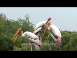 Painted storks at nesting site in Bhavnagar