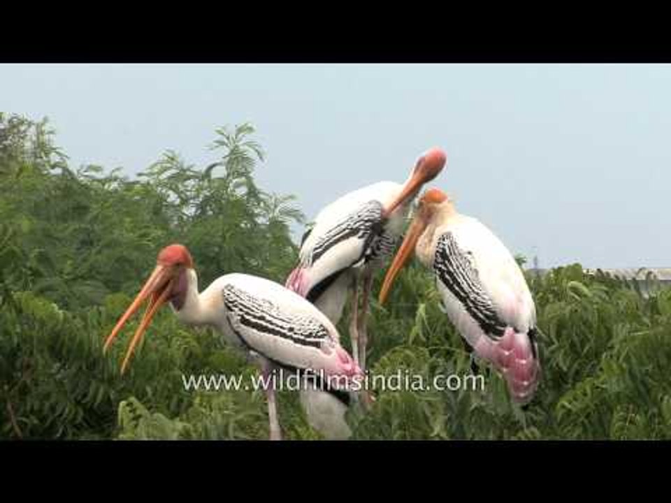 Painted storks at nesting site in Bhavnagar