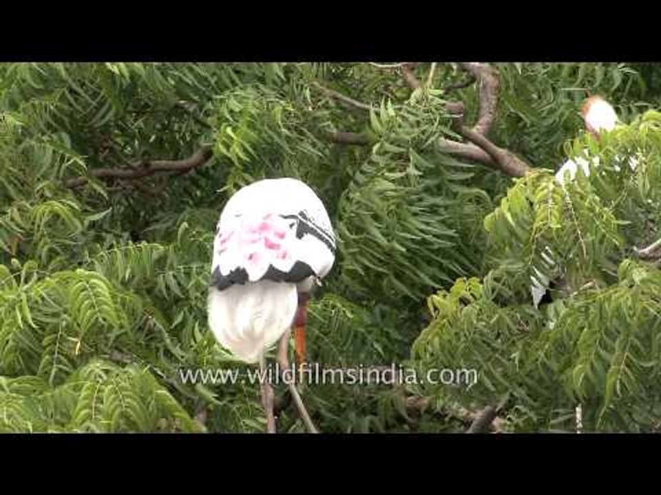 Painted Storks - Wading birds in Gujarat