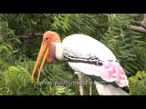 Painted storks make their homes on a tree