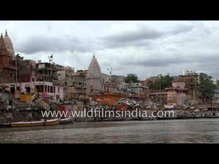 Wild buffalo cooling off in the waters of Ganges - Varanasi