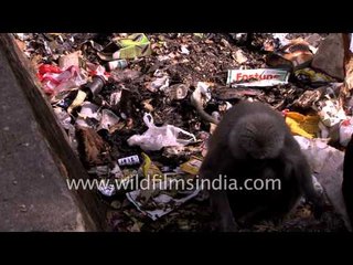 Langur hold her baby and search for food from a city garbage