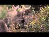 Family of macaques clinging each other
