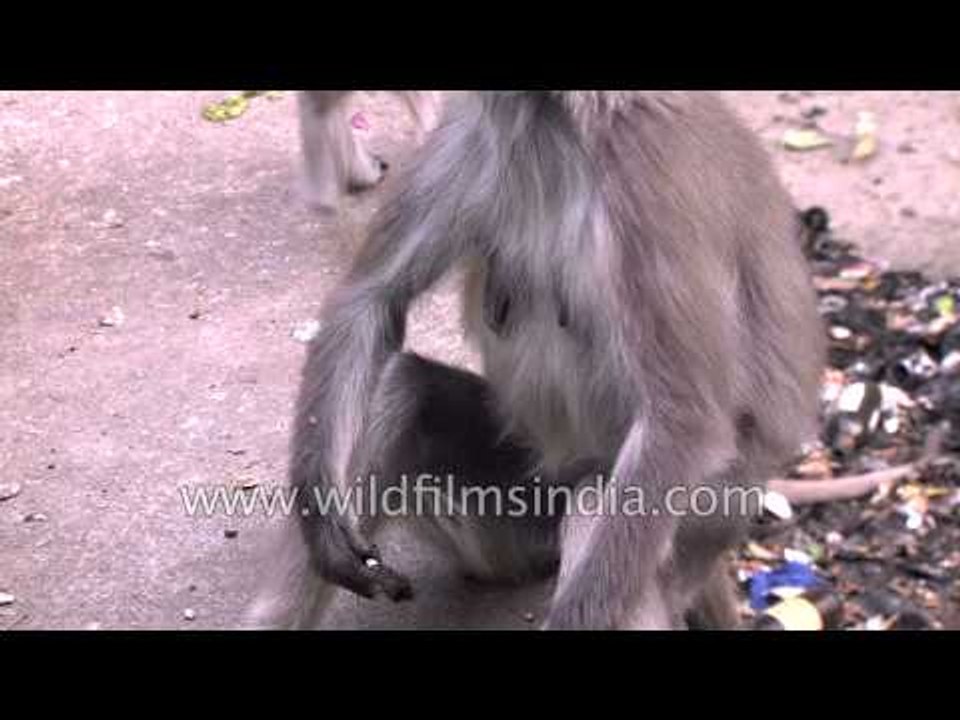 Mother langur eats garbage - Uttarakhand
