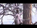 Naughty langurs playing around on trees - Landour, Uttarakhand