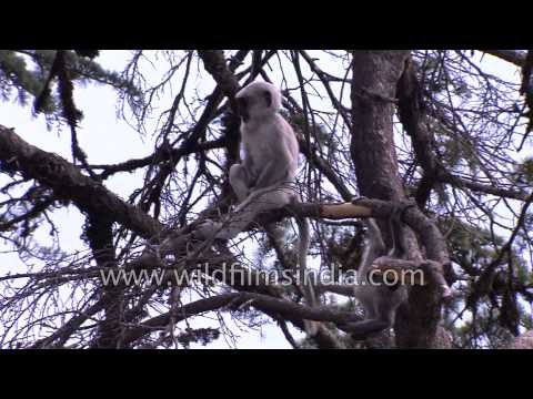 Cute duo of little Hanuman Langurs - Uttarakhand