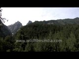 Pine forest en route Lamkhaga Pass, Himachal Pradesh