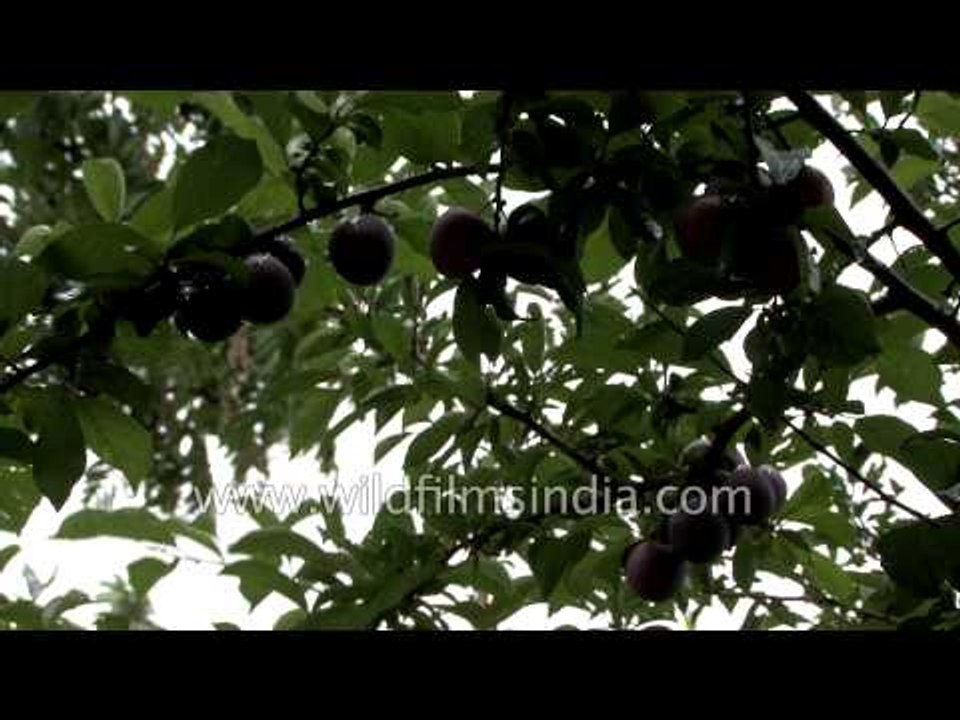 Plum growing on tree in a Himalayan orchard