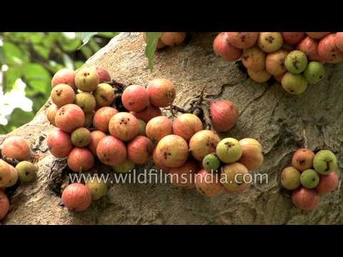 Gular or Ficus glomerata berries hug the tree-trunk