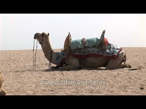 Herd of camels rest at a desert in Rann of Kutch, Gujarat