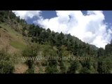 Pahalgam surrounded by beautiful pine forest - Kashmir