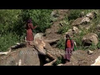 Women collects wood from forest for cooking and heating - Kashmir