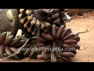 Freshly harvested raw bananas for sale in Kerala