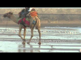 Flock of Seagulls at a beach in Gujarat