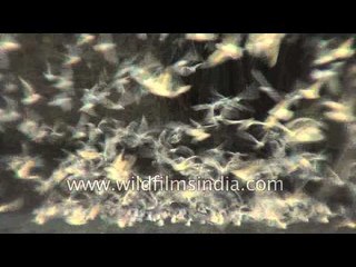 A flock of Seagulls take flight