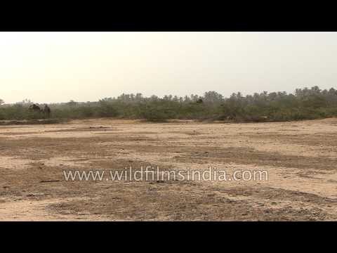 Herd of camels grazing in the desert landscape - Gujarat