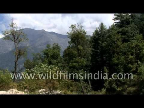Trout hunting in Pahalgam stream: Kashmir