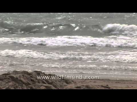 Visitors frolicking at a beach in Gujarat